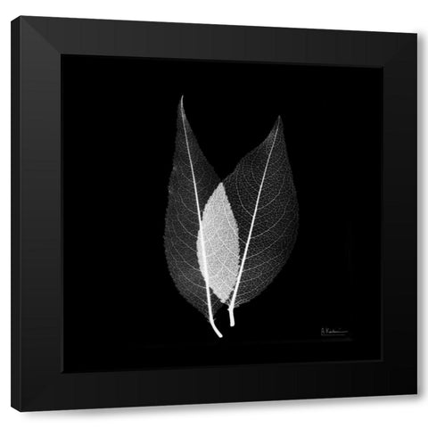 Caplulin Cherry STAR Black Modern Wood Framed Art Print with Double Matting by Koetsier, Albert