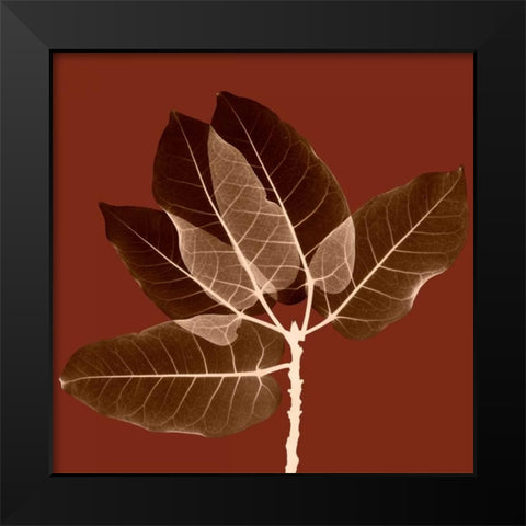 Harvest Leaves 1A Black Modern Wood Framed Art Print by Koetsier, Albert