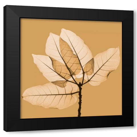 Harvest Leaves 1B Black Modern Wood Framed Art Print with Double Matting by Koetsier, Albert