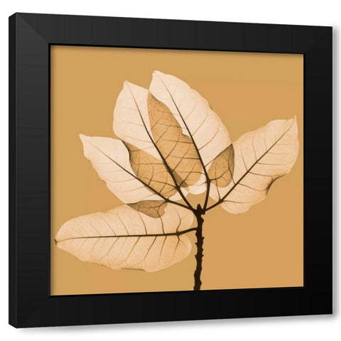 Harvest Leaves 1B Black Modern Wood Framed Art Print by Koetsier, Albert