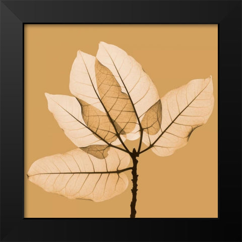 Harvest Leaves 1B Black Modern Wood Framed Art Print by Koetsier, Albert