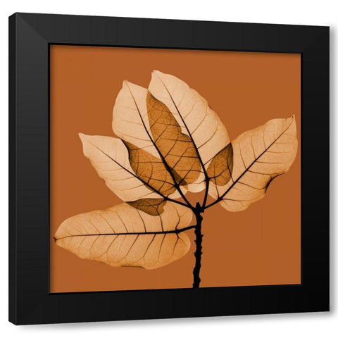 Harvest Leaves 1C Black Modern Wood Framed Art Print with Double Matting by Koetsier, Albert