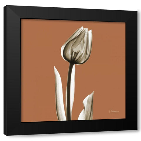 Squash Tulip Black Modern Wood Framed Art Print with Double Matting by Koetsier, Albert