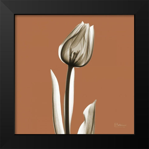 Squash Tulip Black Modern Wood Framed Art Print by Koetsier, Albert