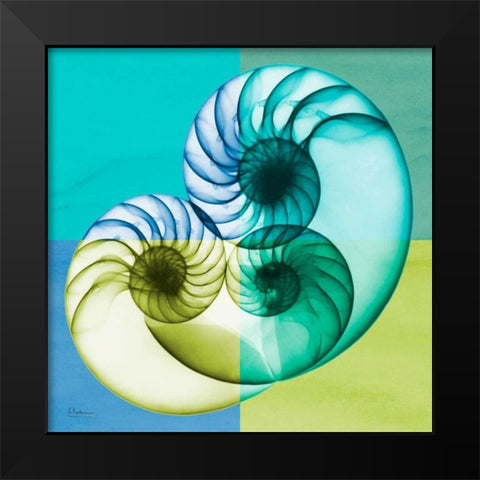 Blue Green Shell 2 Black Modern Wood Framed Art Print by Koetsier, Albert