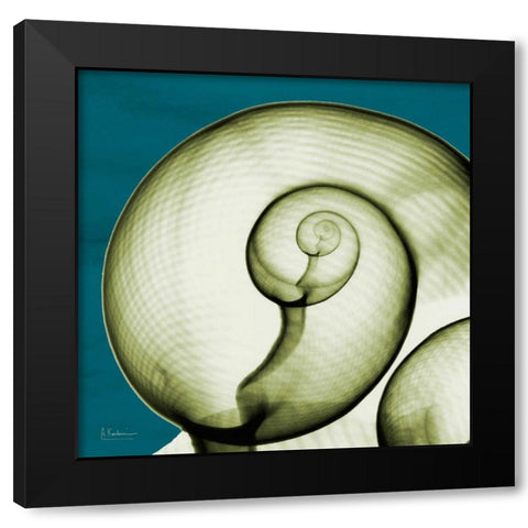 Moon Snail Black Modern Wood Framed Art Print with Double Matting by Koetsier, Albert