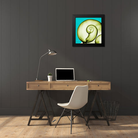 Moon Snail Black Modern Wood Framed Art Print by Koetsier, Albert