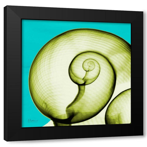 Moon Snail Black Modern Wood Framed Art Print by Koetsier, Albert