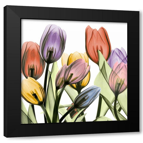Tulipscape 2 Black Modern Wood Framed Art Print with Double Matting by Koetsier, Albert