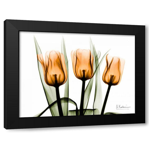 Tulips Orange Black Modern Wood Framed Art Print with Double Matting by Koetsier, Albert