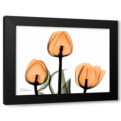 Tulips Orange Black Modern Wood Framed Art Print with Double Matting by Koetsier, Albert