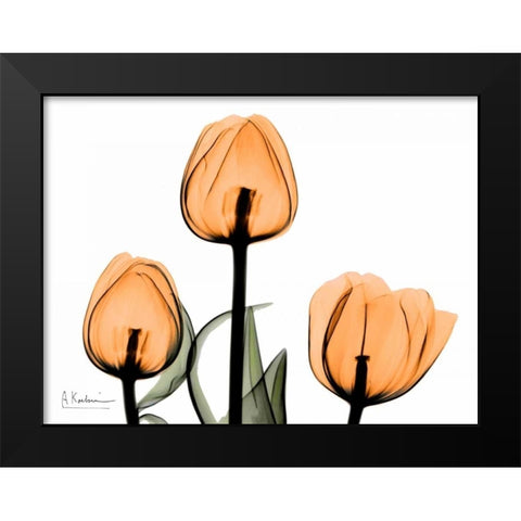 Tulips Orange Black Modern Wood Framed Art Print by Koetsier, Albert