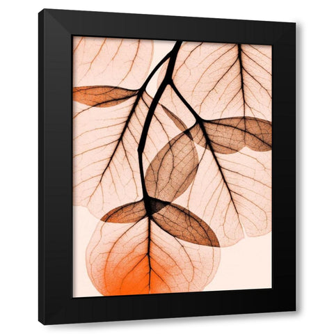 Orange Eucalyptus Black Modern Wood Framed Art Print with Double Matting by Koetsier, Albert