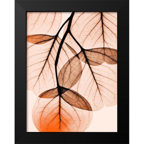 Orange Eucalyptus Black Modern Wood Framed Art Print by Koetsier, Albert