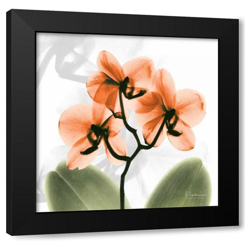 BW Orchid Orange Black Modern Wood Framed Art Print with Double Matting by Koetsier, Albert