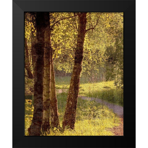 Sunlit Path 1 Black Modern Wood Framed Art Print by Bailey, Ann
