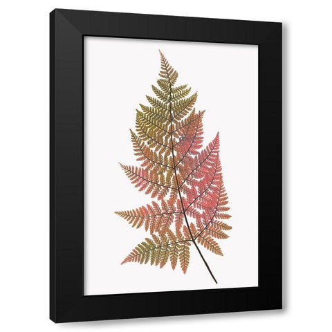 Coral Gold Fern 1 Black Modern Wood Framed Art Print with Double Matting by Bailey, Ann