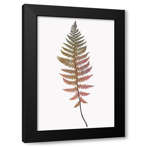 Coral Gold Fern 2 Black Modern Wood Framed Art Print by Bailey, Ann