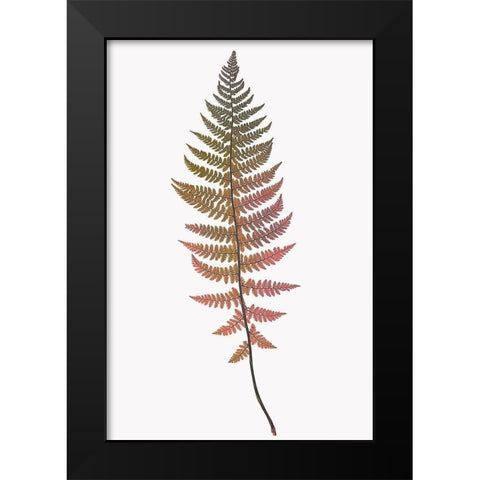 Coral Gold Fern 2 Black Modern Wood Framed Art Print by Bailey, Ann