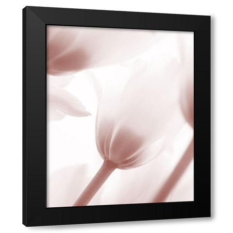 Tulip 1 Black Modern Wood Framed Art Print by Bailey, Ann