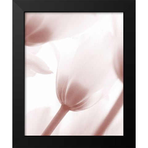 Tulip 1 Black Modern Wood Framed Art Print by Bailey, Ann