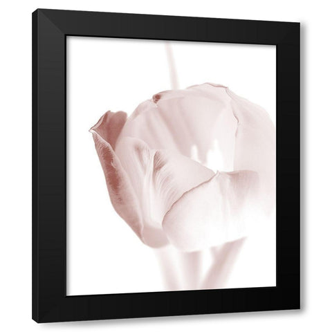 Tulip 2 Black Modern Wood Framed Art Print by Bailey, Ann