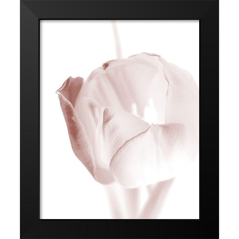 Tulip 2 Black Modern Wood Framed Art Print by Bailey, Ann
