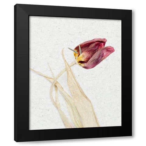 Pressed 2 Black Modern Wood Framed Art Print with Double Matting by Bailey, Ann