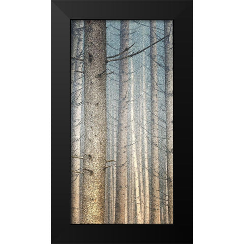 Forest Dreaming 1 Black Modern Wood Framed Art Print by Bailey, Ann