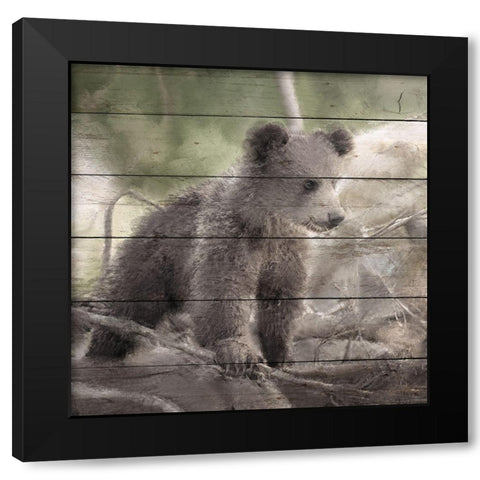 Bear Cub 1 Black Modern Wood Framed Art Print with Double Matting by Bailey, Ann