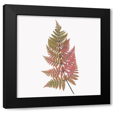 Coral Fern Gold 1 Black Modern Wood Framed Art Print with Double Matting by Bailey, Ann