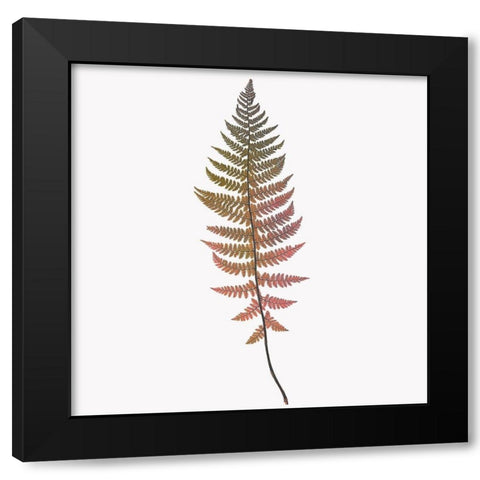 Coral Fern Gold 2 Black Modern Wood Framed Art Print by Bailey, Ann
