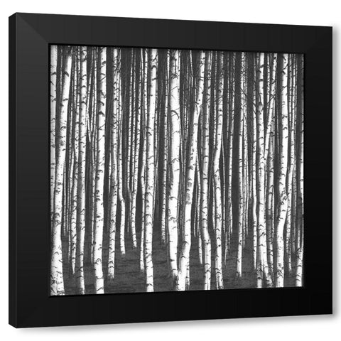 White Birches Black Modern Wood Framed Art Print by Bailey, Ann