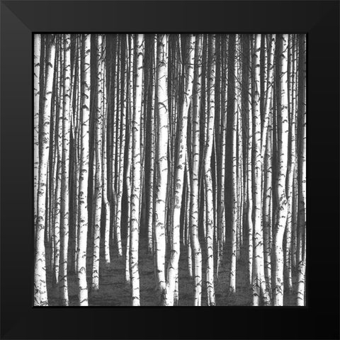 White Birches Black Modern Wood Framed Art Print by Bailey, Ann