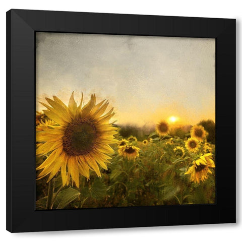 Field of Sunflowers Black Modern Wood Framed Art Print by Bailey, Ann