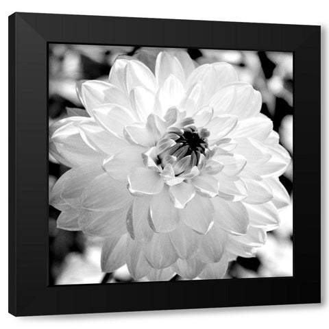 Black and White Bloom Black Modern Wood Framed Art Print with Double Matting by Bailey, Ann