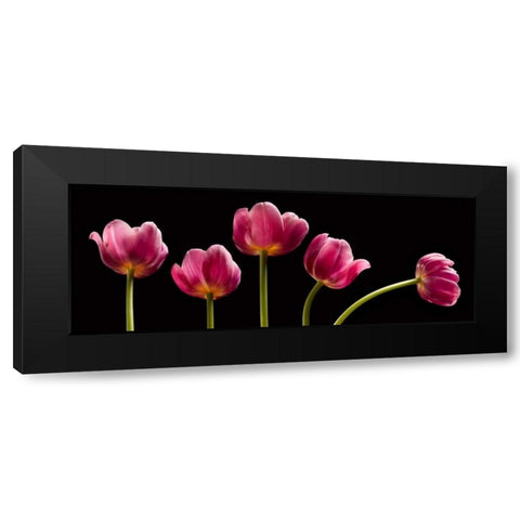 Five Tulips Black Modern Wood Framed Art Print by Seidman, Barry