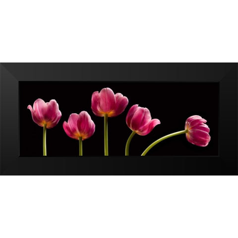 Five Tulips Black Modern Wood Framed Art Print by Seidman, Barry