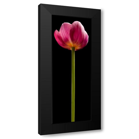 Tall Purple Tulip Black Modern Wood Framed Art Print by Seidman, Barry