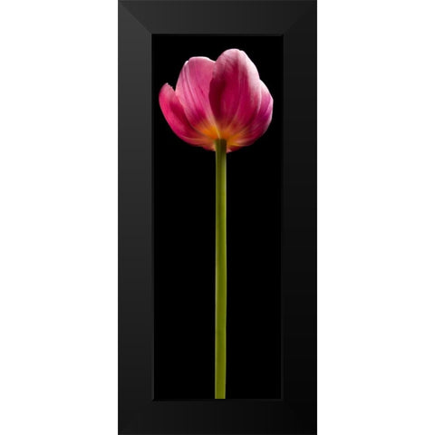 Tall Purple Tulip Black Modern Wood Framed Art Print by Seidman, Barry