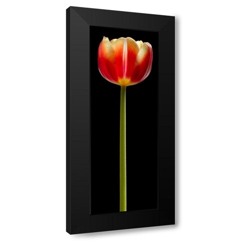 Tall Orange Tulip Black Modern Wood Framed Art Print with Double Matting by Seidman, Barry