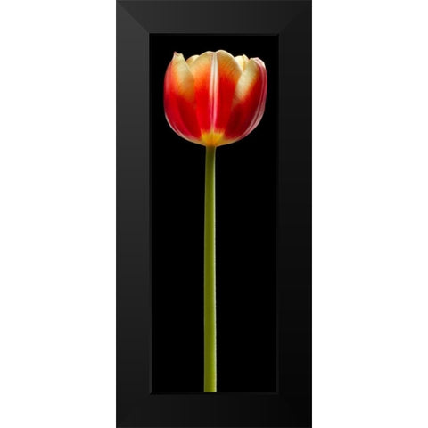 Tall Orange Tulip Black Modern Wood Framed Art Print by Seidman, Barry
