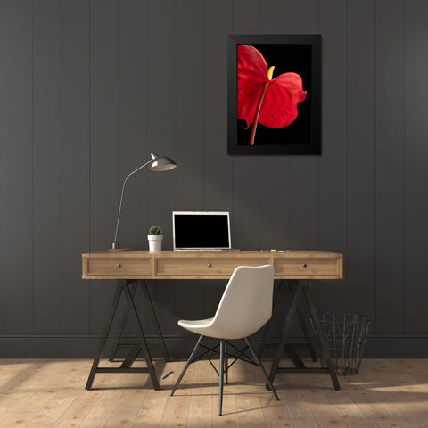 Anthurium 1 Black Modern Wood Framed Art Print by Seidman, Barry