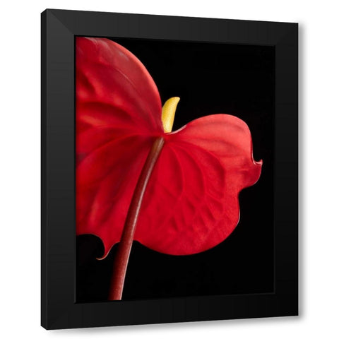 Anthurium 1 Black Modern Wood Framed Art Print by Seidman, Barry