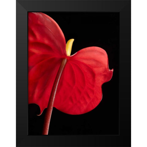Anthurium 1 Black Modern Wood Framed Art Print by Seidman, Barry