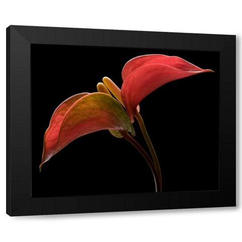 Anthurium 2 Black Modern Wood Framed Art Print by Seidman, Barry