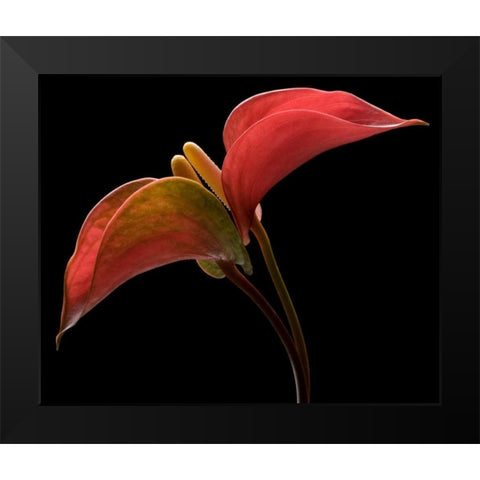 Anthurium 2 Black Modern Wood Framed Art Print by Seidman, Barry