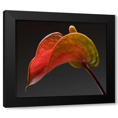 Anthurium 3 Black Modern Wood Framed Art Print with Double Matting by Seidman, Barry