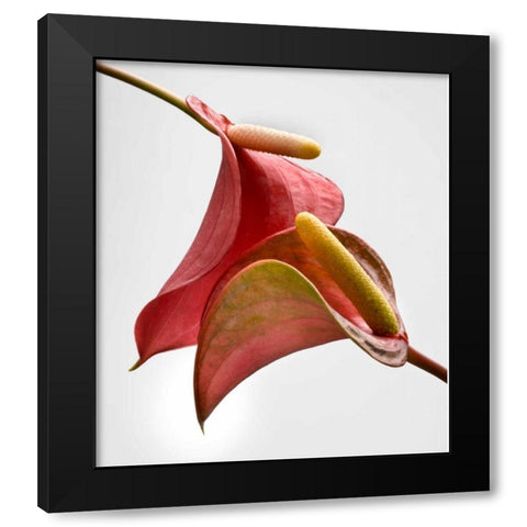 Anthurium 2 Black Modern Wood Framed Art Print with Double Matting by Seidman, Barry