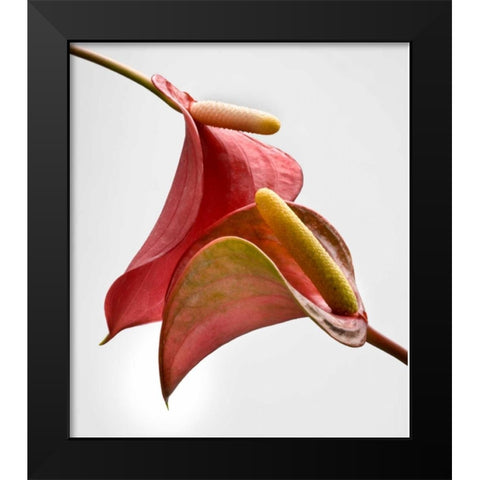 Anthurium 2 Black Modern Wood Framed Art Print by Seidman, Barry